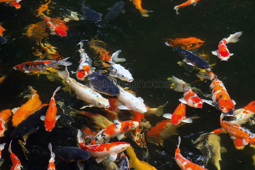 Similar – Golden fishes Goldfish