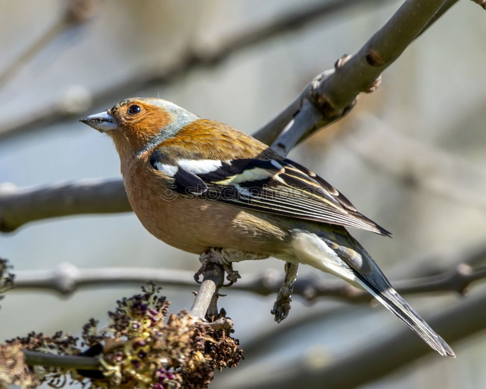 Similar – Image, Stock Photo Jay in the tree Nature