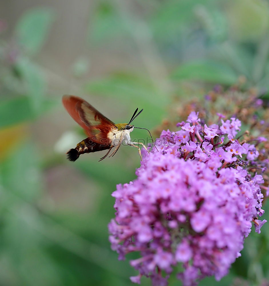 Similar – Foto Bild Weichkäfer im Glück Natur