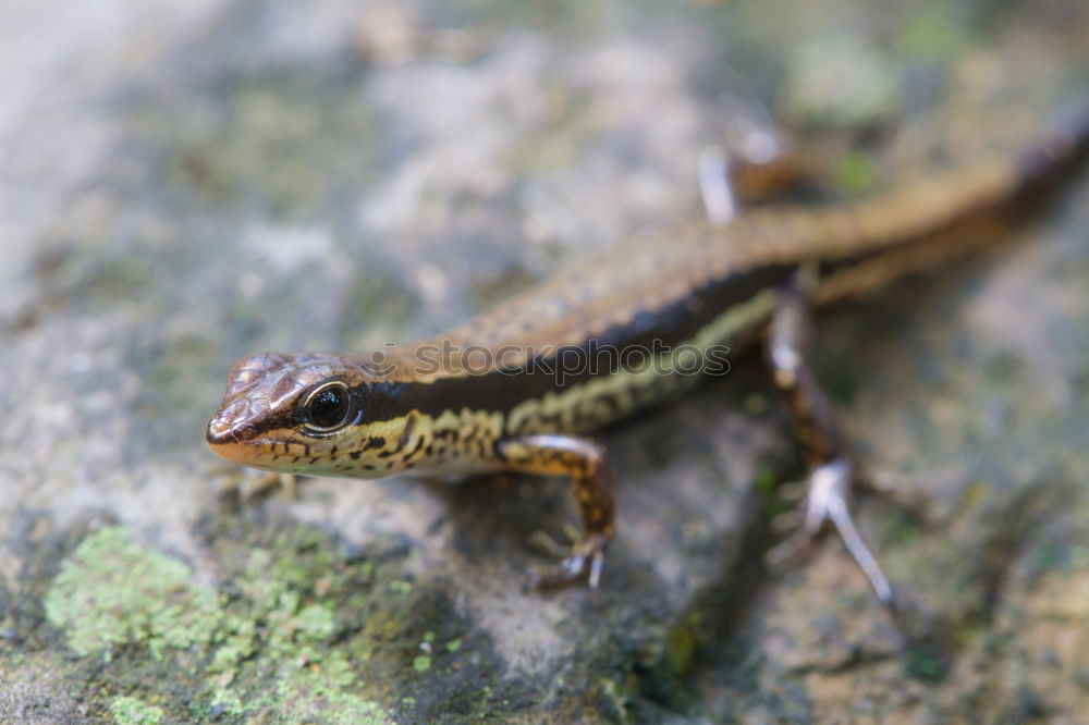 lizard Animal 1 Brown Gray