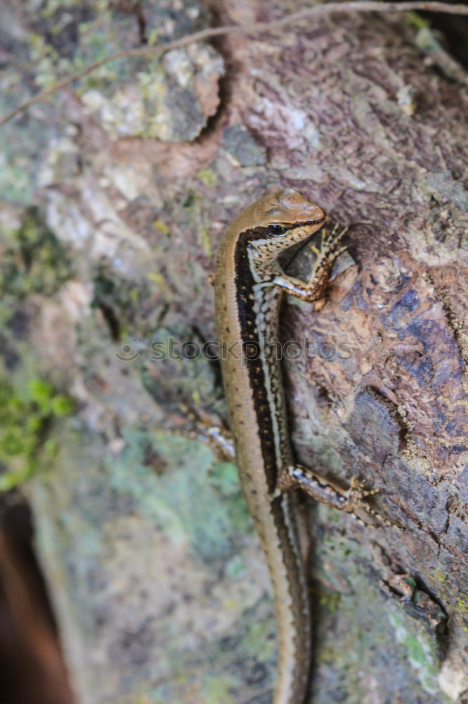 Similar – Image, Stock Photo You got something for me?, Green Lizard is looking for a photographer on Fraser Island. Queensland / Australia