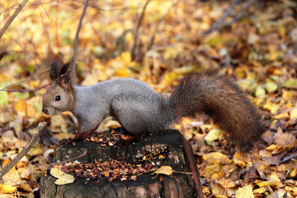 Similar – Lieblingstier: Eichhörnchen! Teil 7