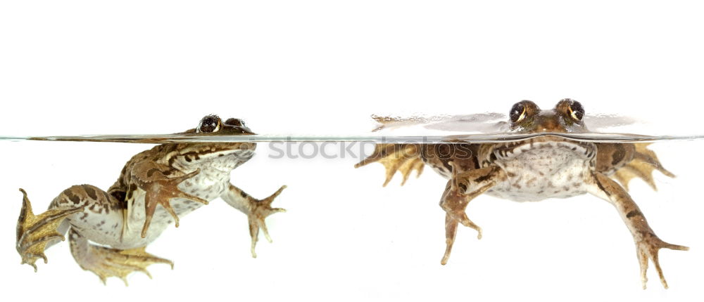 Similar – Image, Stock Photo Underwater picture of mosquito larvae in different stages of development. To make it more interesting the picture was turned upside down.