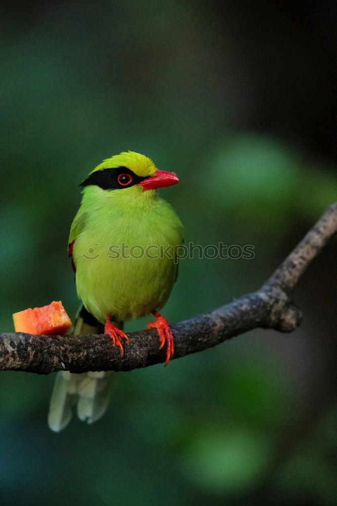 Similar – Image, Stock Photo Dorr Goldfinch Nature