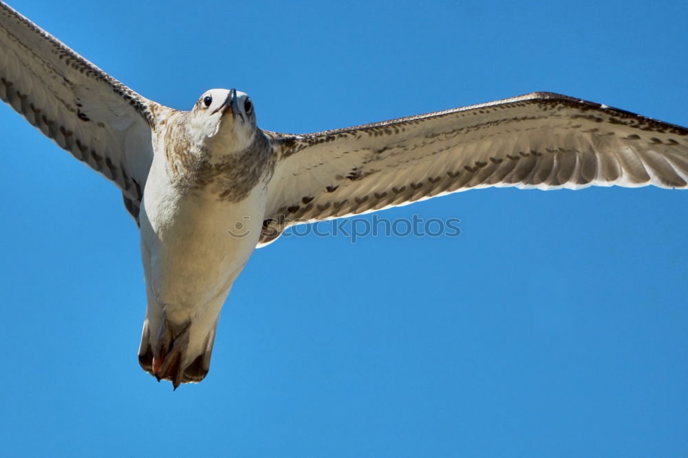 Similar – Image, Stock Photo seagull Seagull