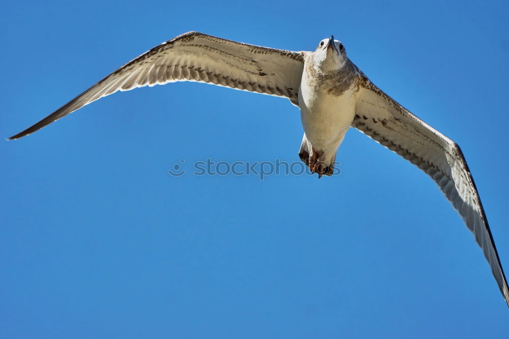 Similar – Image, Stock Photo seagull Seagull