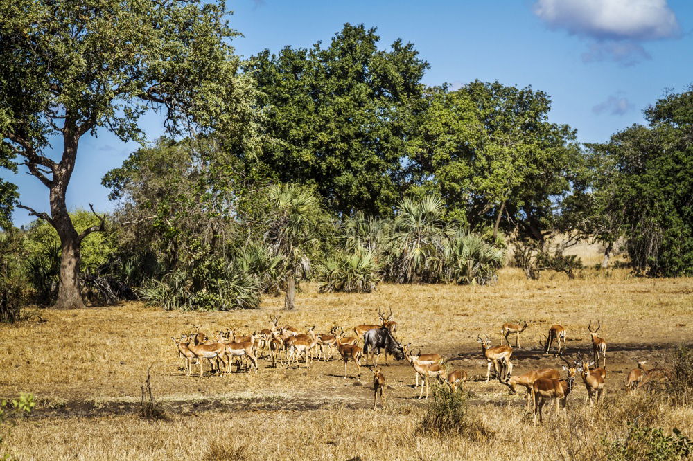 Similar – Image, Stock Photo horses Environment Nature