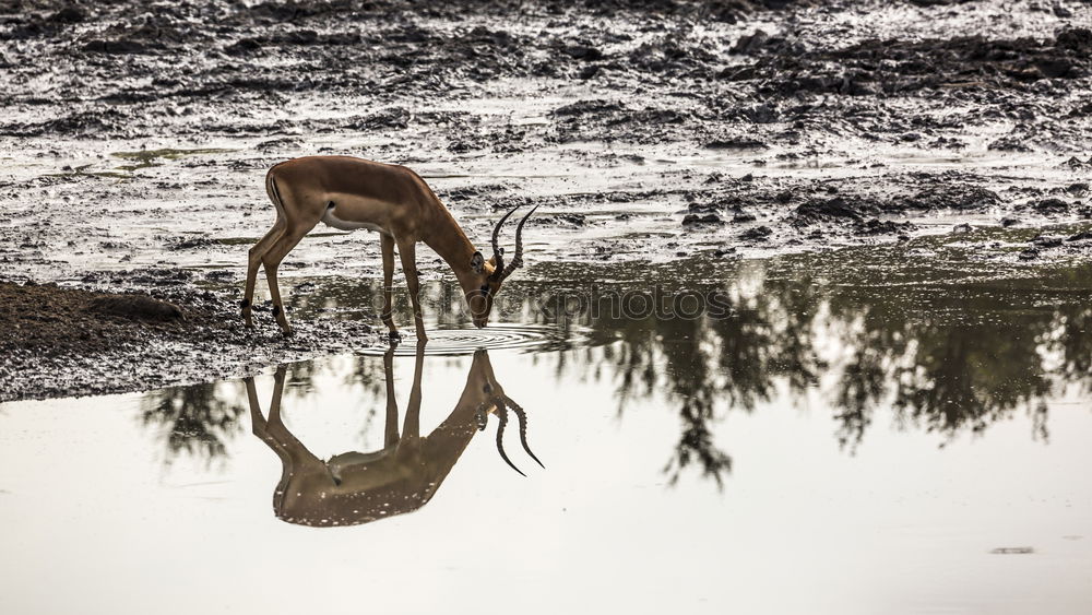 Similar – Lonely deer on the meadow