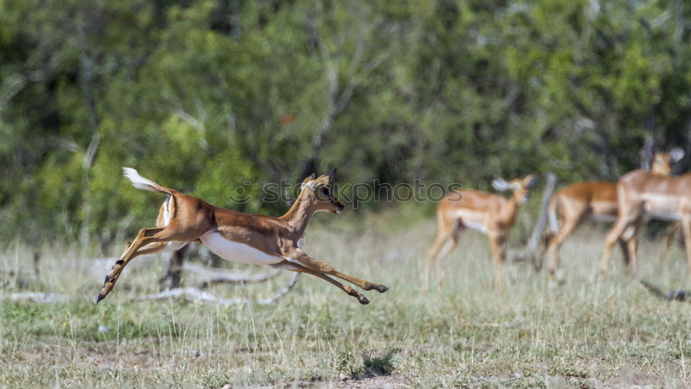 kudu Vacation & Travel