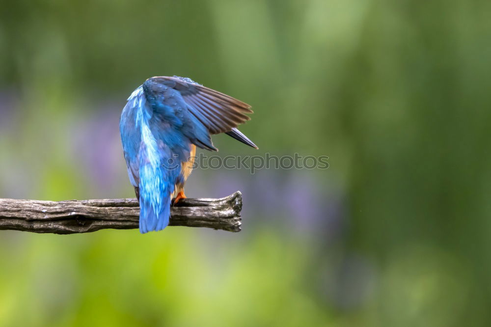 Similar – Image, Stock Photo blue gold Trip Freedom