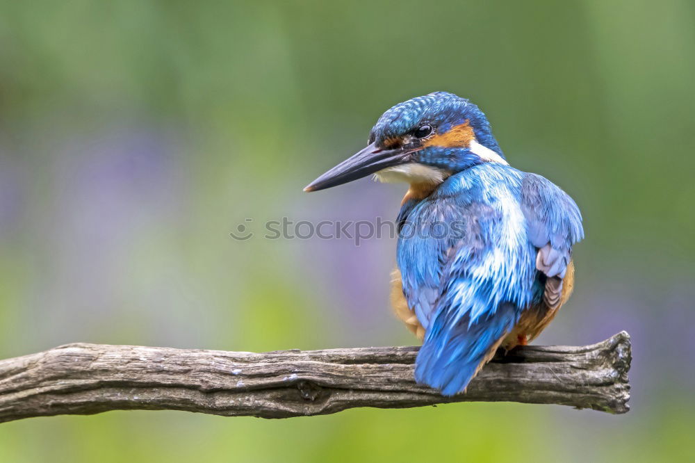 Similar – Kingfisher in a bush