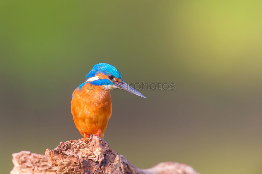 Similar – Brown Kingfisher, Blue Kingfisher