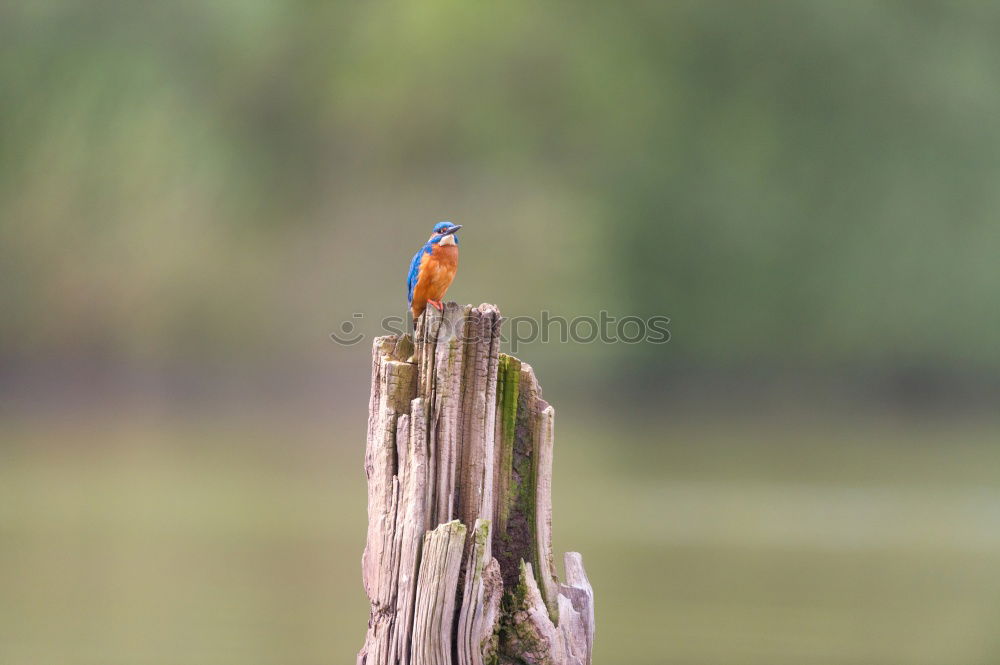 Similar – another picture and it’s your turn! nuthatch