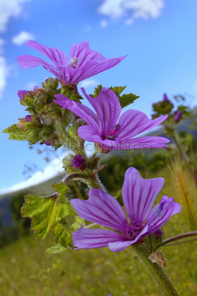 Similar – Violet_zoom Natur Pflanze