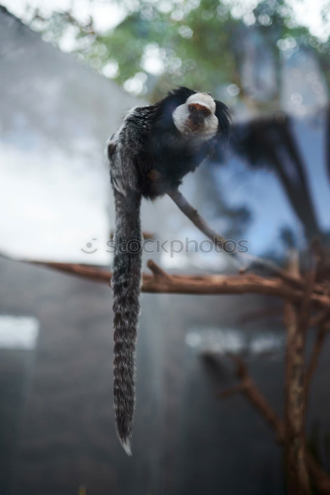 Similar – Image, Stock Photo silencio Pigeon Bird