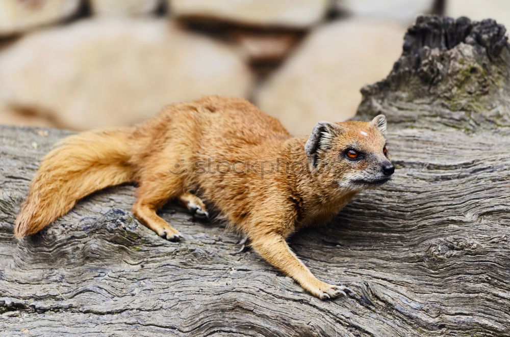 Similar – Mongoose Zoo Nature Animal