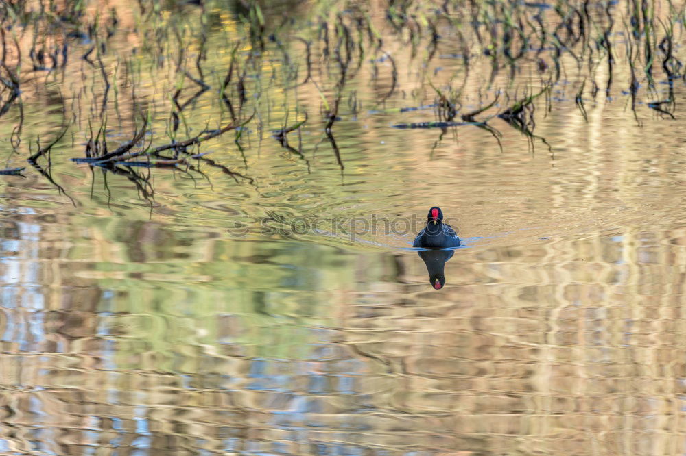 Mirror, mirror Nature