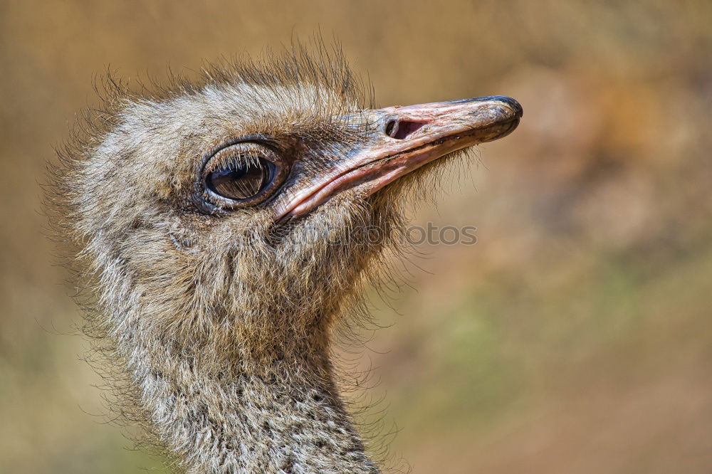 Similar – Image, Stock Photo bouquet Animal Farm animal