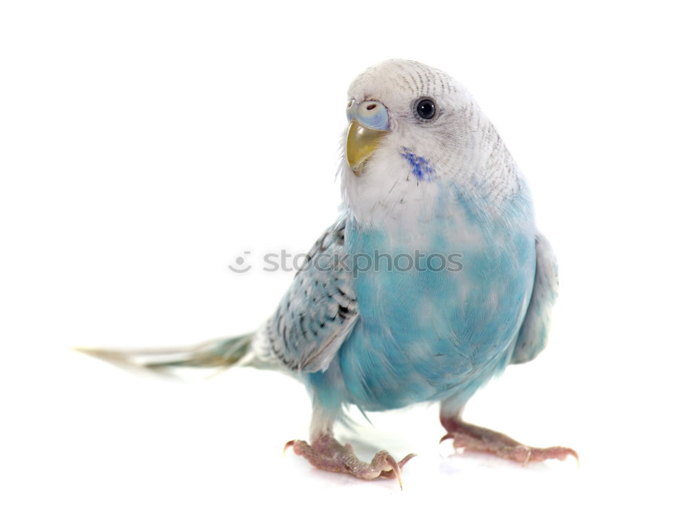 Similar – Image, Stock Photo Baby green Animal Pet Bird