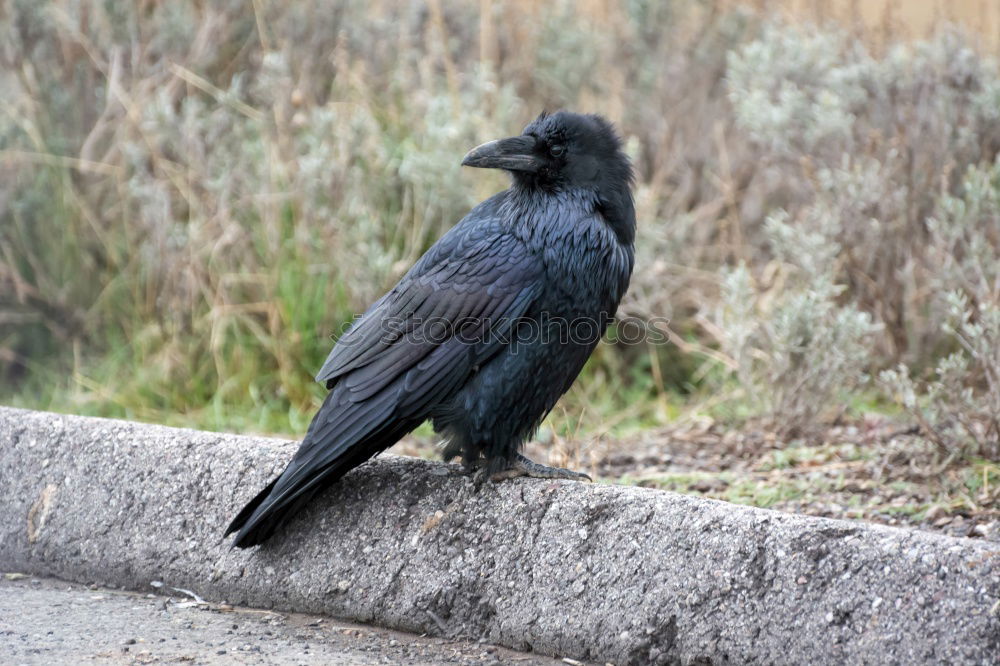 Similar – The raven Raven birds Crow