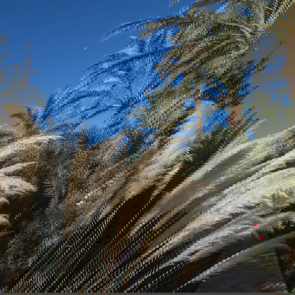 Similar – Foto Bild Kehma Natur