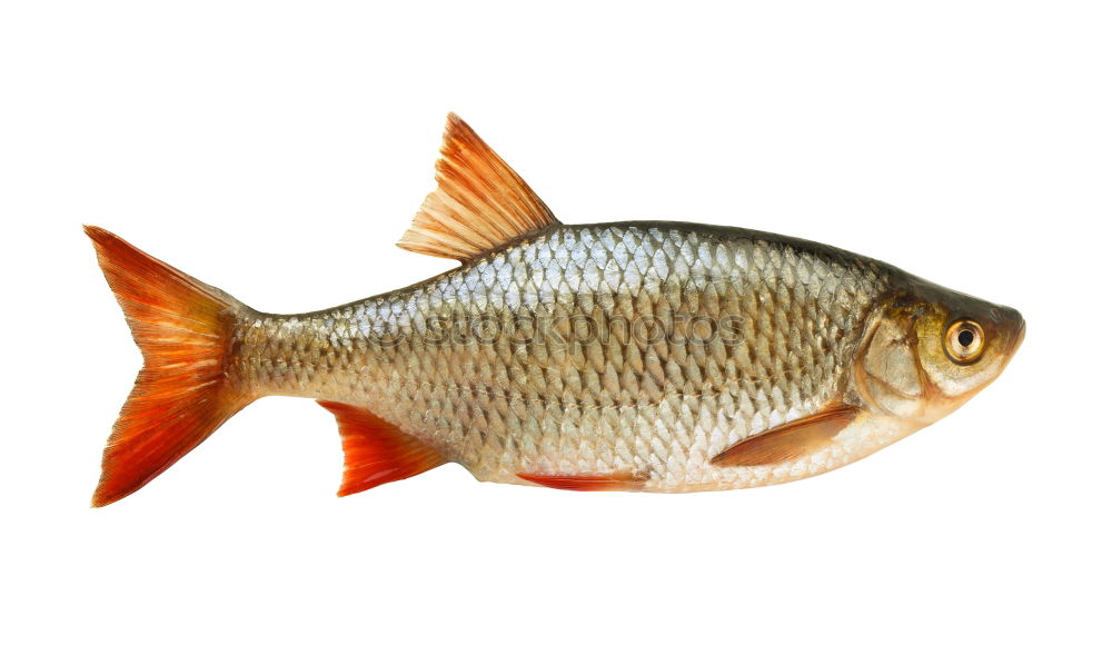 Similar – Image, Stock Photo Redfish in a wooden bed