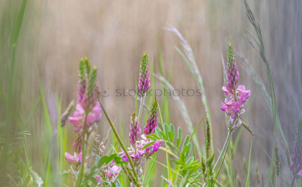 Similar – Foto Bild Kleeblüte Umwelt Natur