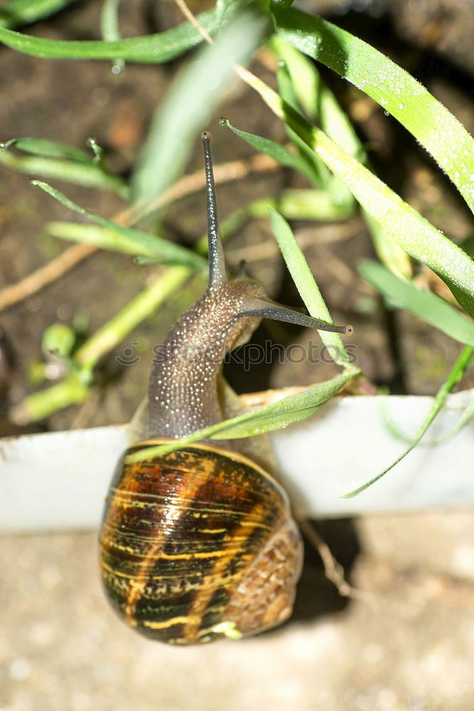 Similar – Schnecken-Mittagessen