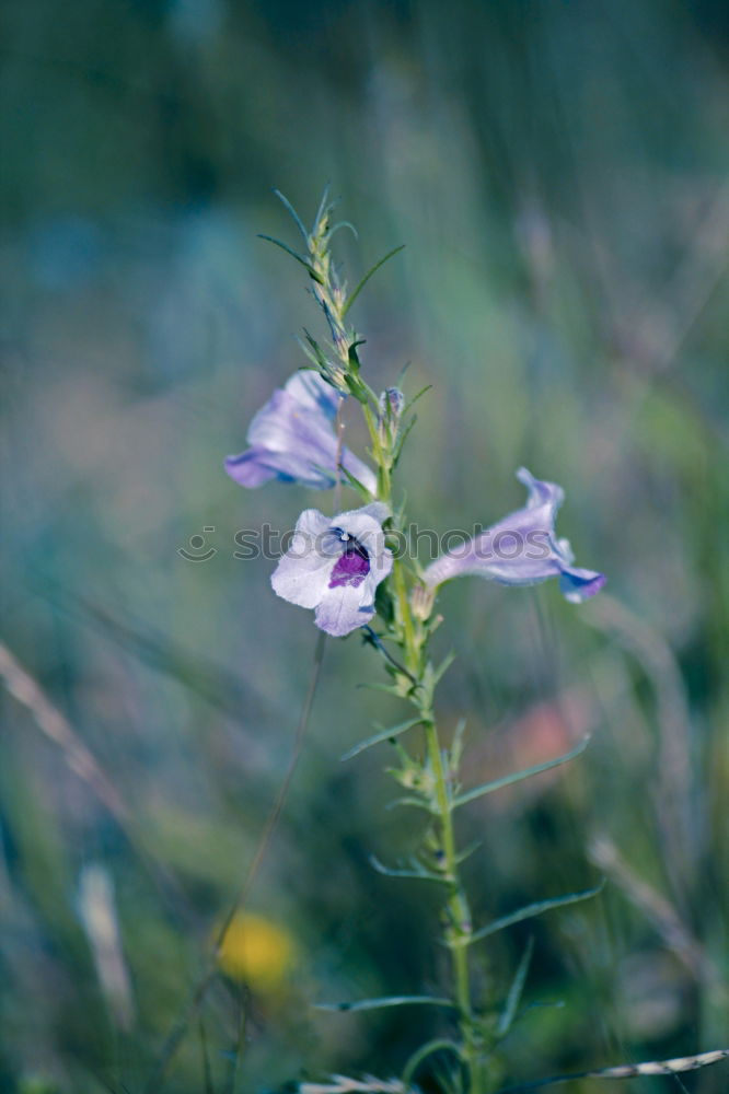 Similar – Image, Stock Photo Meadow cranesbill II