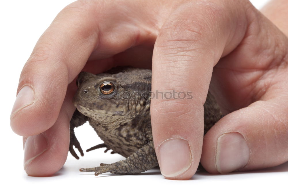 Similar – Image, Stock Photo Little cold friend Hand