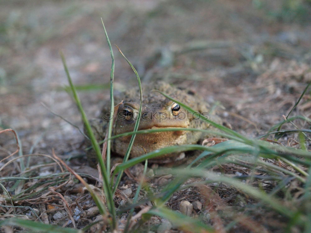 Similar – Foto Bild Spatz im Gestrüpp Natur