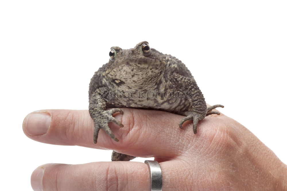 Image, Stock Photo Little cold friend Hand