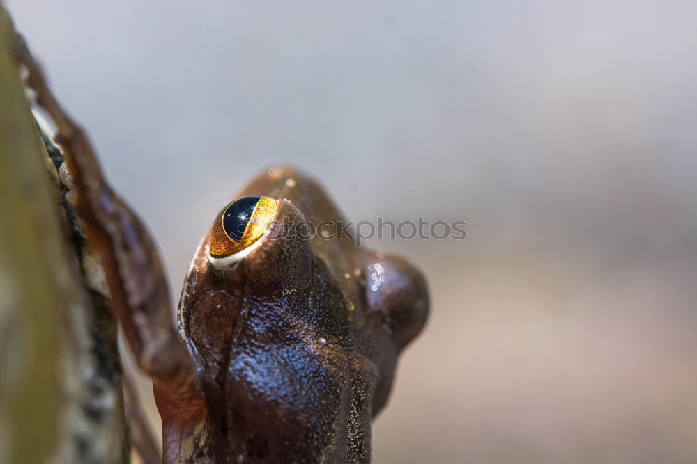 Similar – Image, Stock Photo spring fever Animal Frog