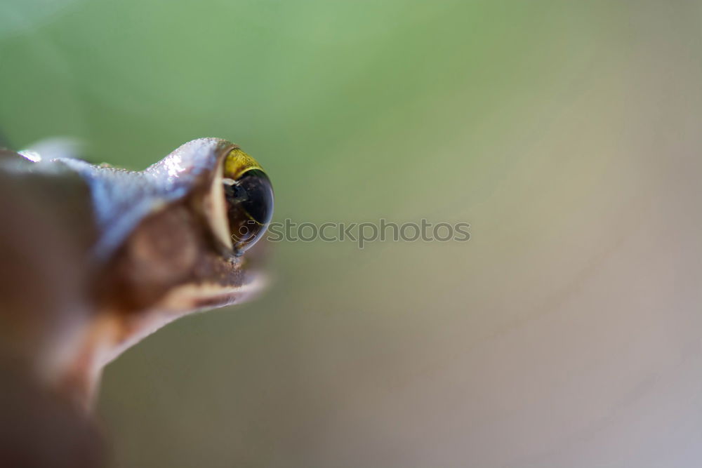 Similar – Image, Stock Photo Ambiguities | Looking Away. Snail eyes