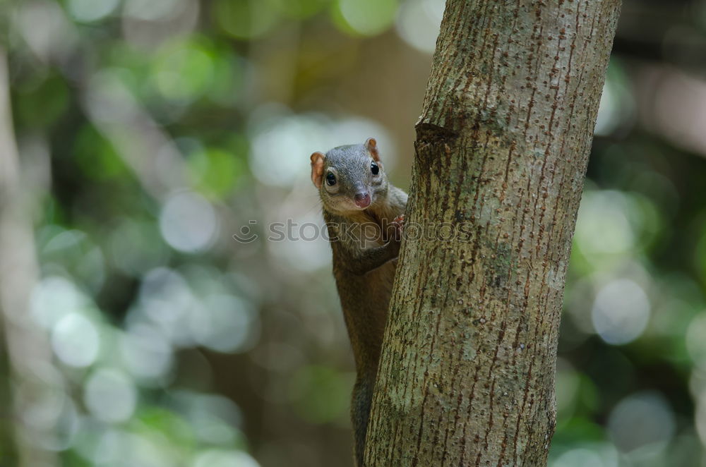 Similar – Image, Stock Photo Nuthatch with food at the nest box. In this particular case, a queen ant is brought into the nest box of the nuthatch family and suffers a gruesome fate.