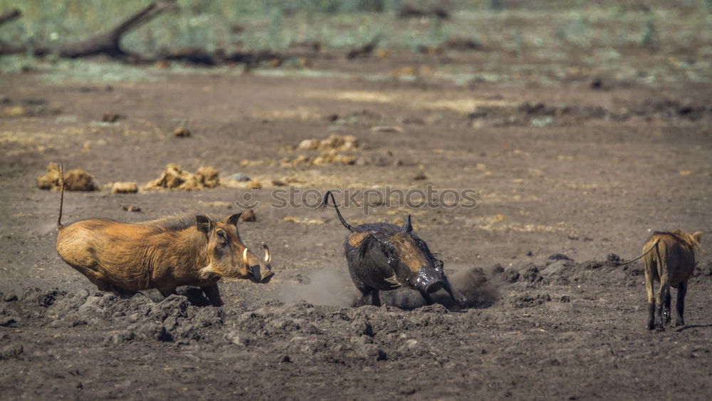 Similar – Image, Stock Photo Newbie III Agriculture