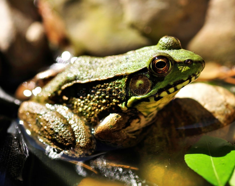 Similar – Frog swims next to water lily leaf in pond