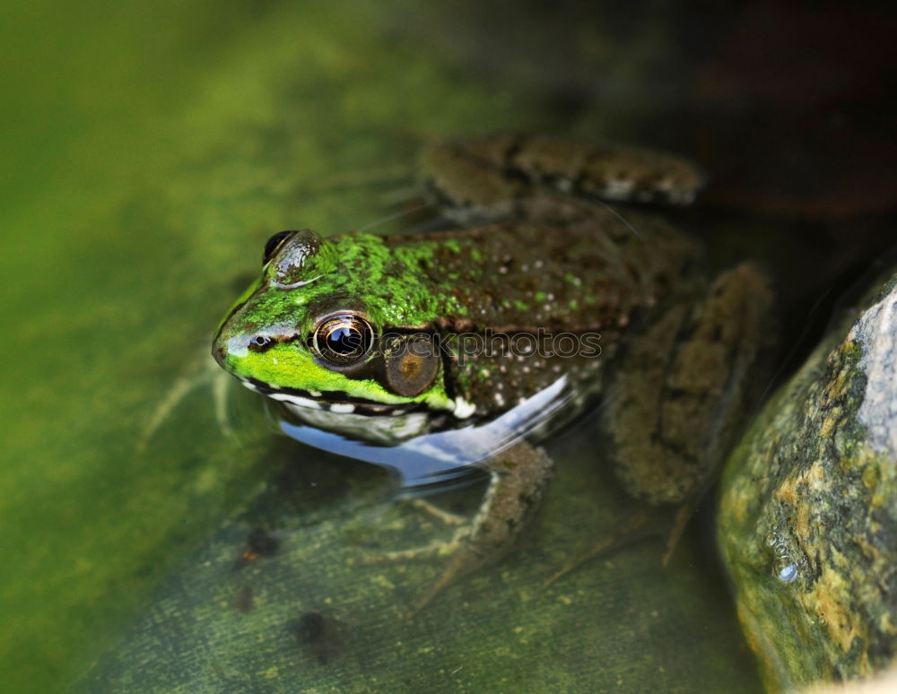 Similar – Prince? Animal Frog Brown