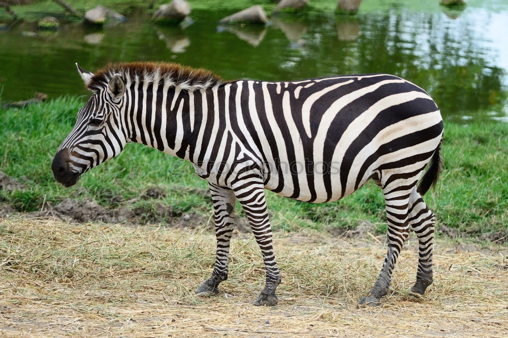 Similar – Wie macht das Zebra ?