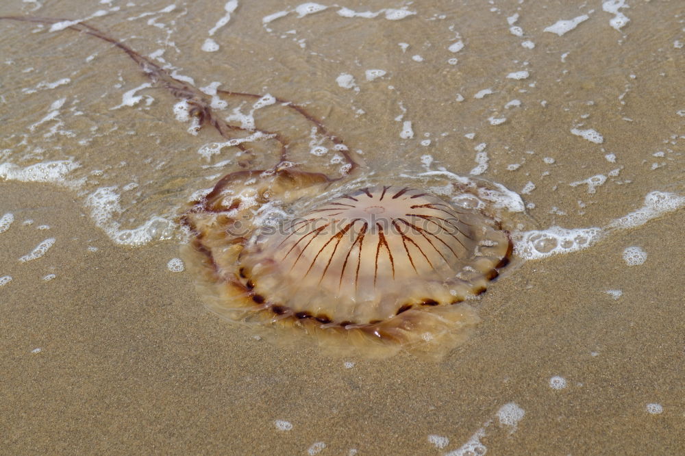 Similar – Image, Stock Photo the jellyfish laughs Ocean