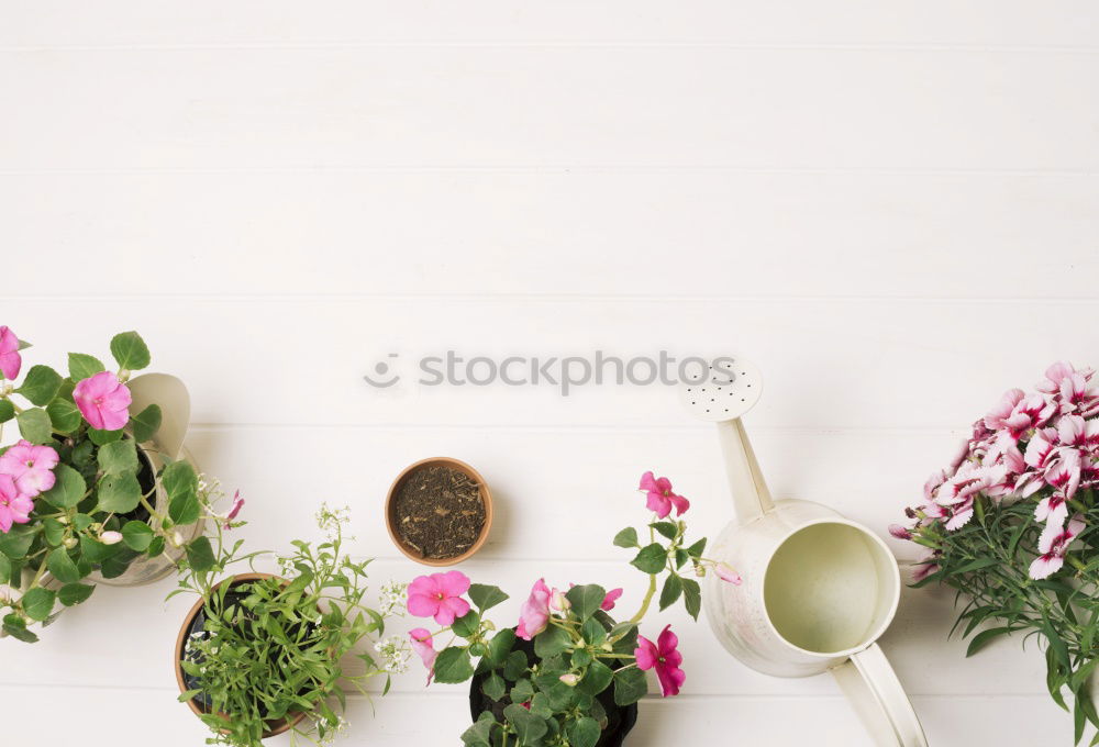 Similar – Selection of summer garden flowers in pots