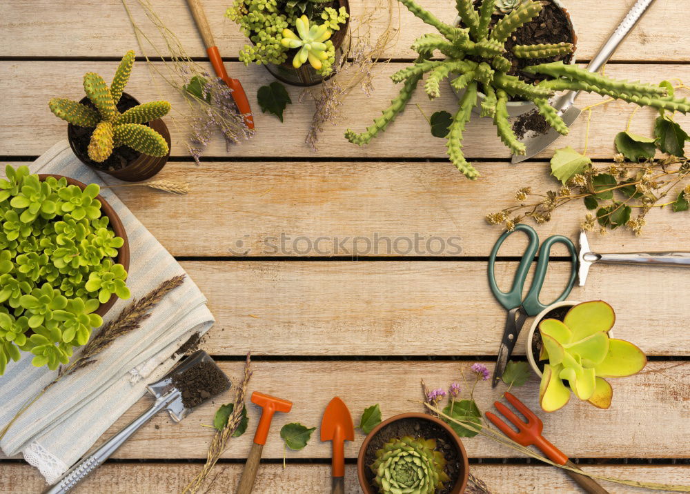 Similar – Spring flowers hyacinth with onions, tubers and shovel