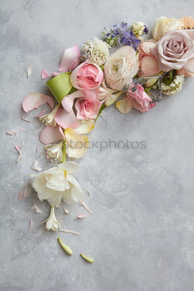 Similar – Pink and cream roses