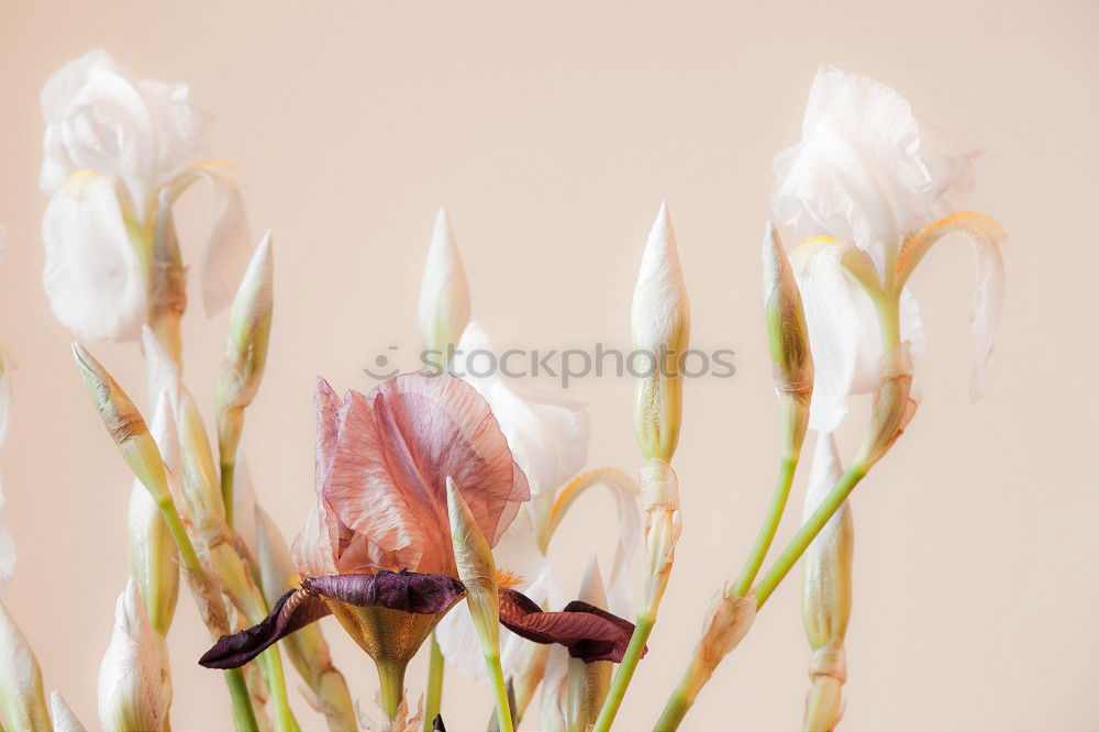 Similar – Image, Stock Photo Transience Blossom Flower withered Flower withered