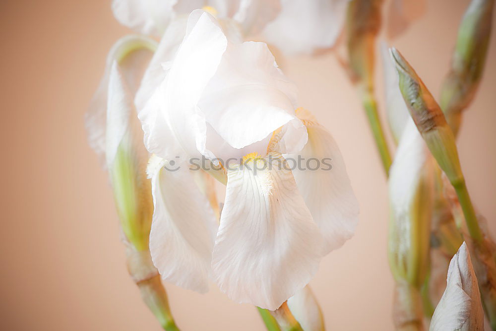 Similar – Image, Stock Photo lily lilies flowers bouquet of flowers