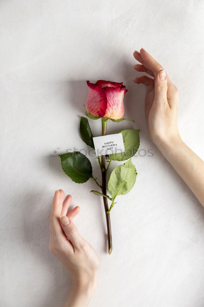 Similar – Image, Stock Photo Female hands hold handmade green soap