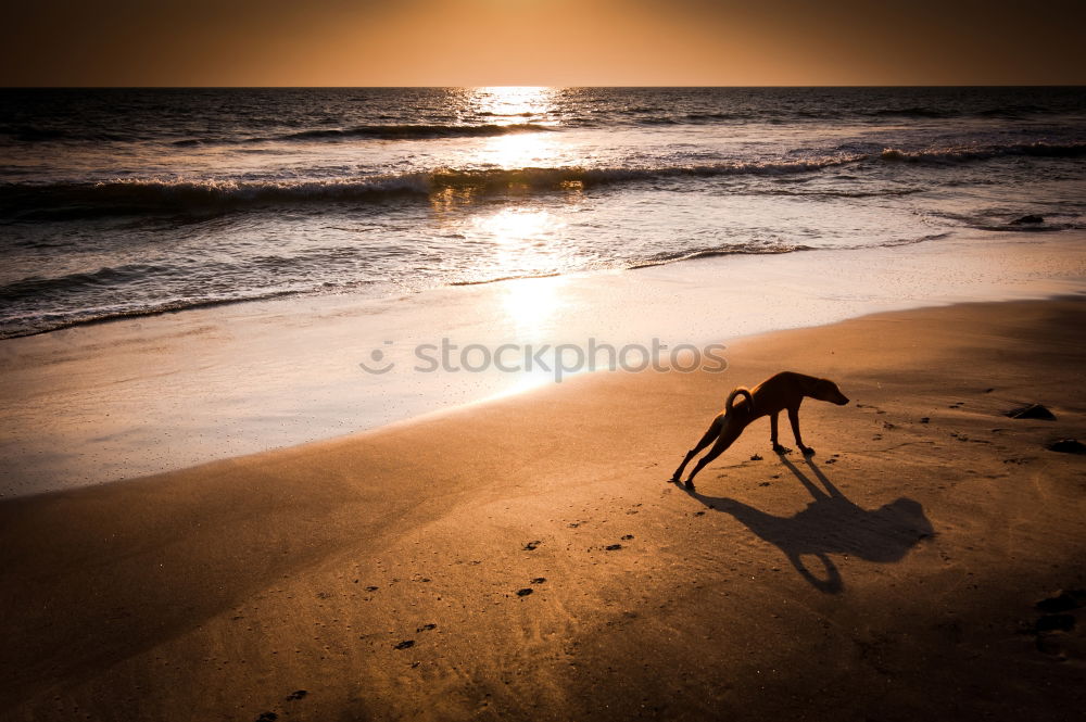 Similar – Strandläufer