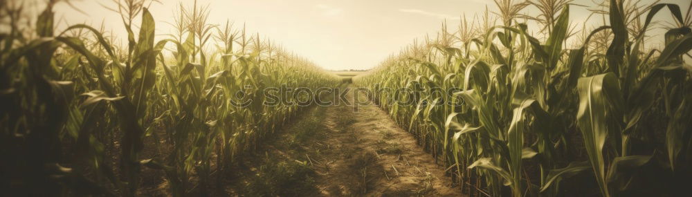 Similar – wheat field Wheatfield