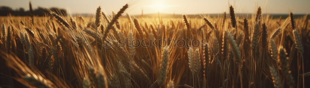 Similar – Image, Stock Photo Autumn Grain Elegant Style