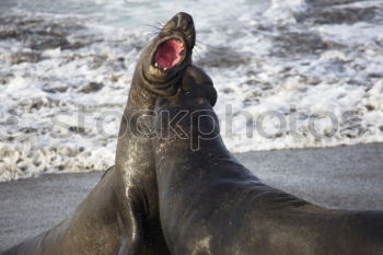 Similar – Image, Stock Photo sunbathing Environment